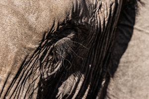 Elephant, Zambia