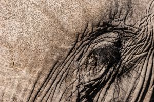 Elephant, Zambia