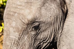 Elephant, Zambia