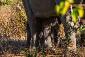 Elephant, Zambia