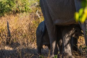 Elephant, Zambia