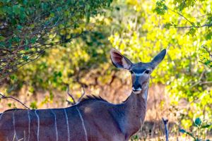 Female Kudu, Chobe, Botswana