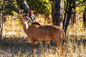 Female Kudu, Chobe, Botswana
