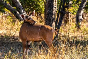 Female Kudu, Chobe, Botswana