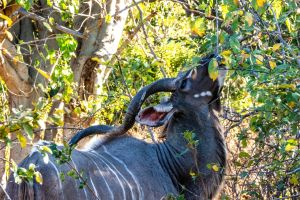 Male Kudu, Chobe, Botswana