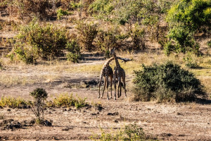 Giraffe, Chobe, Botswana