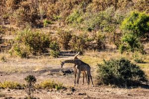 Giraffe, Chobe, Botswana