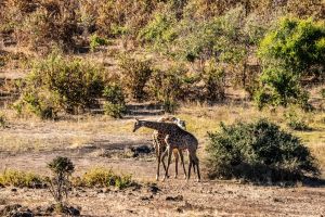 Giraffe, Chobe, Botswana