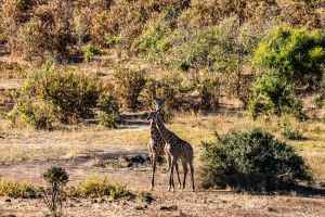 Giraffe, Chobe, Botswana