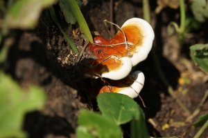 Tree fungi