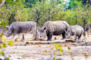 Rhino, Mosi o Tunya, Zambia