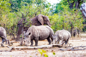 Rhino, Mosi o Tunya, Zambia