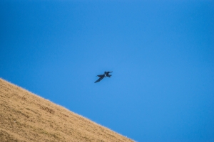 Swiss Army Flight Show