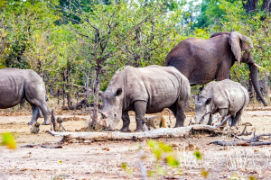 Rhino, Mosi o Tunya, Zambia