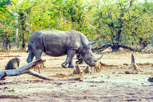 Rhino, Mosi o Tunya, Zambia