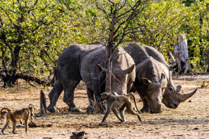 Rhino, Mosi o Tunya, Zambia