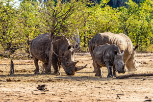 Rhino, Mosi o Tunya, Zambia