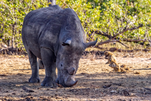 Rhino, Mosi o Tunya, Zambia