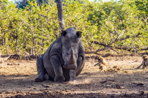 Rhino, Mosi o Tunya, Zambia