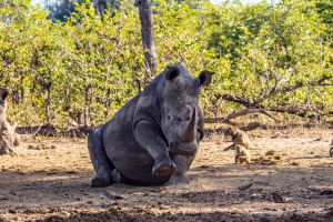 Rhino, Mosi o Tunya, Zambia