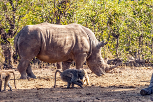 Rhino, Mosi o Tunya, Zambia