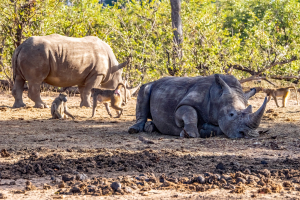 Rhino, Mosi o Tunya, Zambia