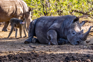 Rhino, Mosi o Tunya, Zambia