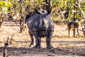 Rhino, Mosi o Tunya, Zambia