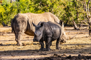 Rhino, Mosi o Tunya, Zambia