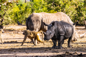 Rhino, Mosi o Tunya, Zambia