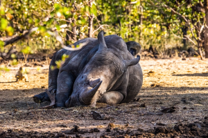Rhino, Mosi o Tunya, Zambia