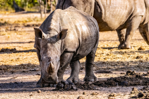 Rhino, Mosi o Tunya, Zambia