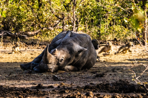 Rhino, Mosi o Tunya, Zambia