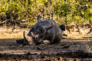 Rhino, Mosi o Tunya, Zambia