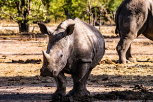 Rhino, Mosi o Tunya, Zambia