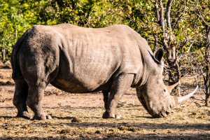 Rhino, Mosi o Tunya, Zambia