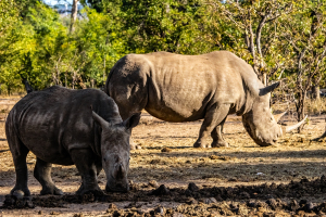 Rhino, Mosi o Tunya, Zambia