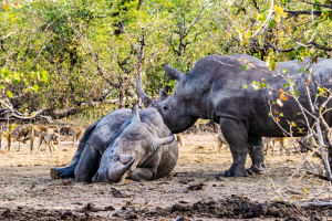 Rhino, Mosi o Tunya, Zambia