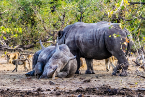 Rhino, Mosi o Tunya, Zambia
