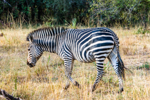 Zebra, Zambia