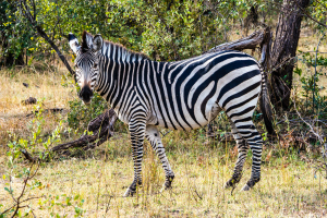 Zebra, Zambia