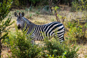 Zebra, Zambia