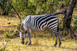 Zebra, Zambia