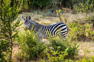Zebra, Zambia
