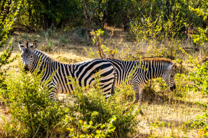 Zebra, Zambia