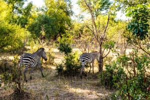 Zebra, Zambia