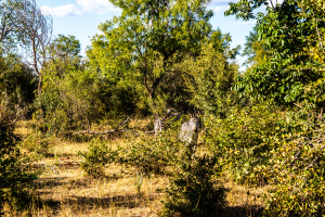 Zebra, Zambia