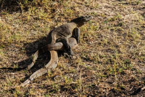 Lizards mating, Mosi o Tunya, Zambia