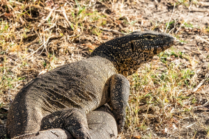 Lizard, Mosi o Tunya, Zambia