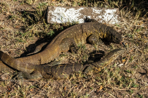 Lizard, Mosi o Tunya, Zambia